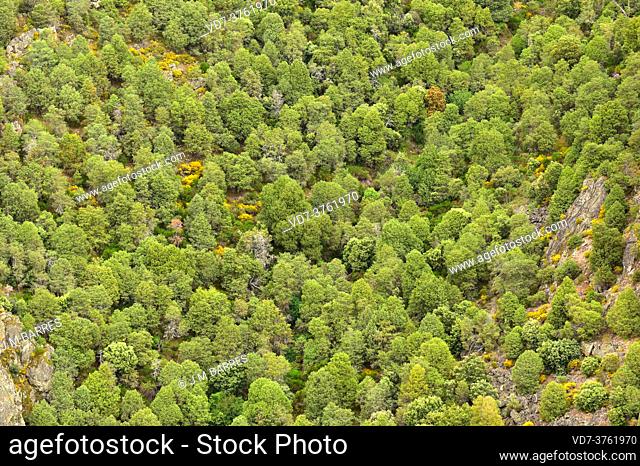 Forest of cade juniper or prickly juniper (Juniperus oxycedrus). Cade is an evergreen coniferous shrub native to Mediterranean region