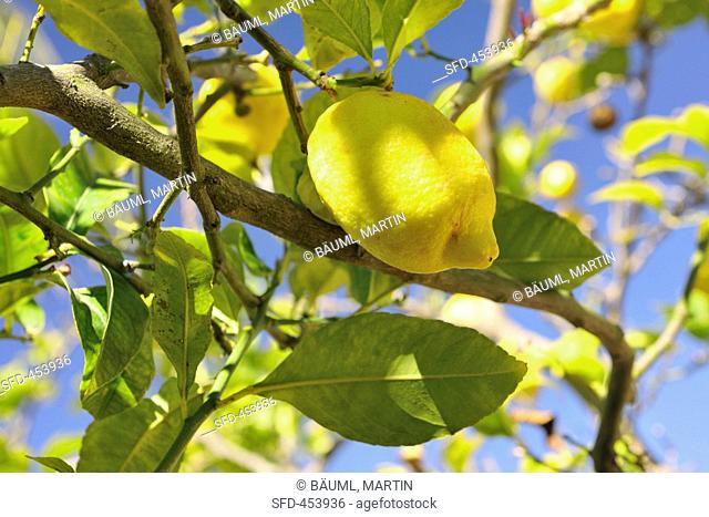 Lemon tree with ripe fruit close up