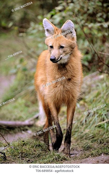 Maned wolf (Chrysocyon brachyurus) captive, red list of endangered species