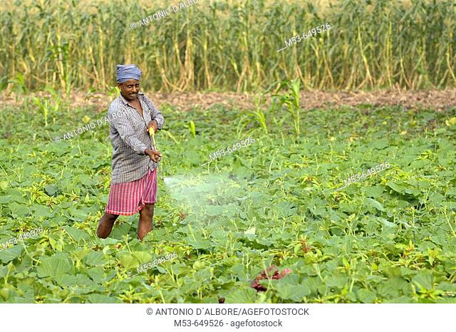an indian farmer spray insecticide on a pumpkin field in dhapa district. kolkata. west bengal. india. asia