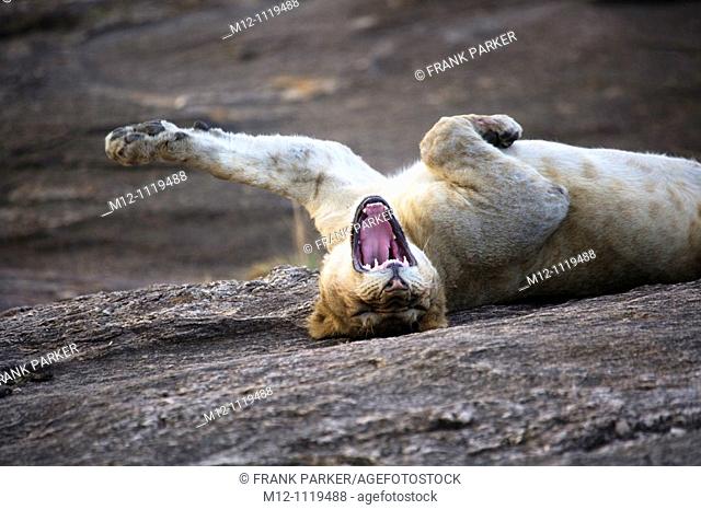 Young male Lion stretching in the Masai Mara