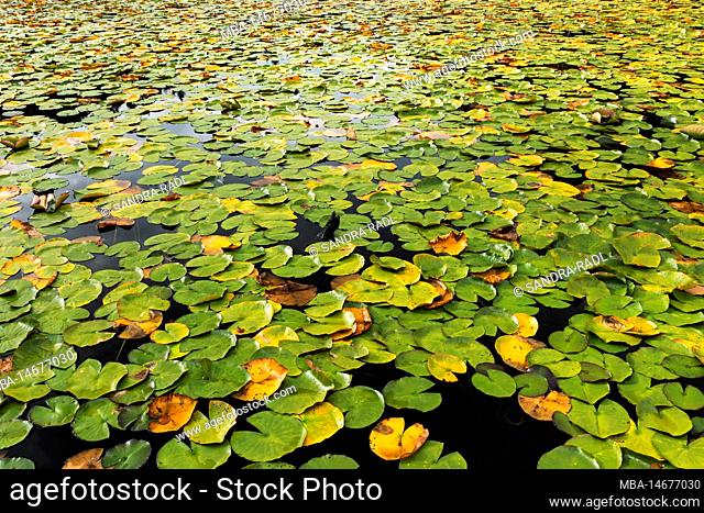 Autumn colored water lily leaves cover the water surface of the Kranzwoog, Moosbachtal Nature Reserve near Dahn, Pfälzerwald Nature Park