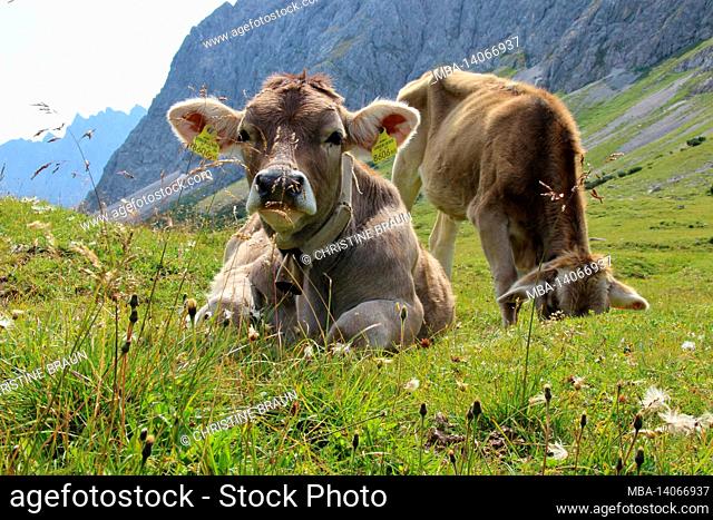 cow, cows, respectively calf, calves breed tyrolean braunvieh on the hochalm, hochalmsattel, next to bike and hiking trail, austria, tyrol, karwendel