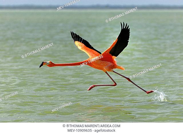 American / Caribbean Flamingo - In flight (Phoenicopterus ruber). Rio Lagartos Reserve - Yucatan - Mexico