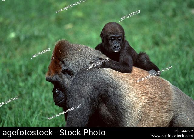 Western Gorillas, female with young (Gorilla gorilla gorilla)