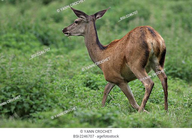 Red deer Hind Cervus elaphus, picture taken in Picardy, France. Cervus elaphus  Red deer  Deer  Cervid  Ruminant  Mammal