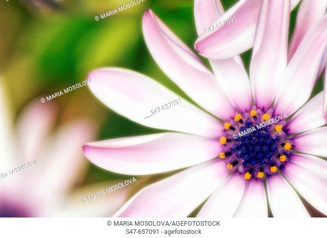 African Daisy. Dimorphotheca barberiae. March 2007.Maryland, USA