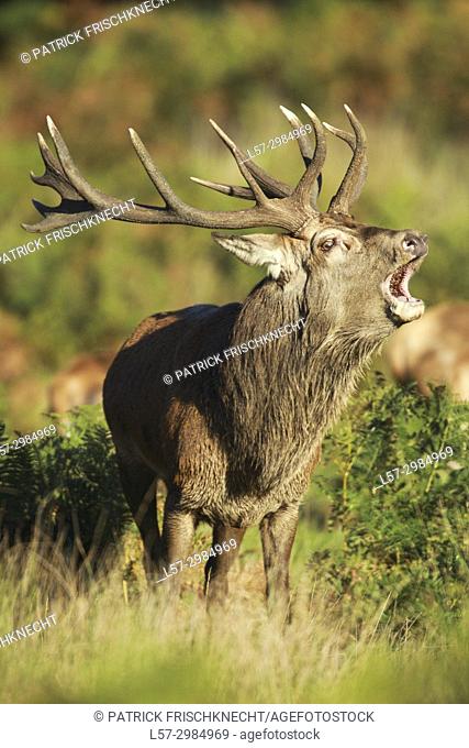 Red deer stag , Richmond park, London, England