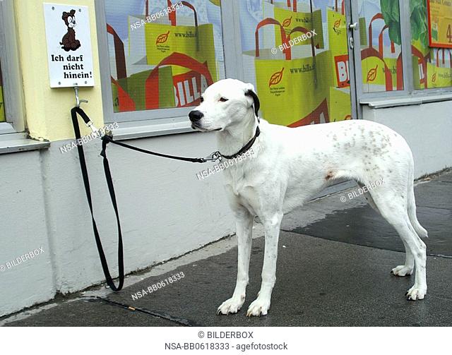 dog in front of a grocery