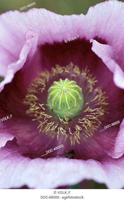 Opium poppy blossom