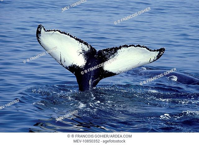 Humpback Whale - Tail above water (Magaptera Novaengliae). Stellwagen Bank Marine Sanctuary, Gulf of Maine, Atlantic Ocean