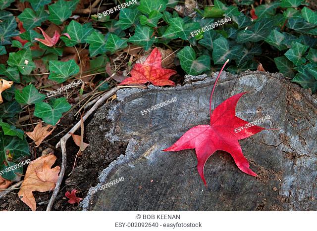 Red leaf tree trunk