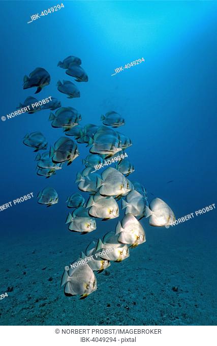 Swarm of Longfin Batfish (Platax teira), Great Barrier Reef, Pacific, Australia