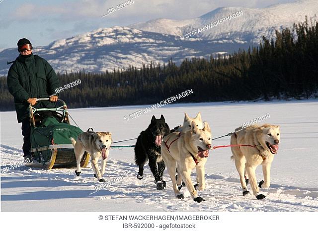 Dog Team on the frozen Yukon River, Yukon Territory, Canada