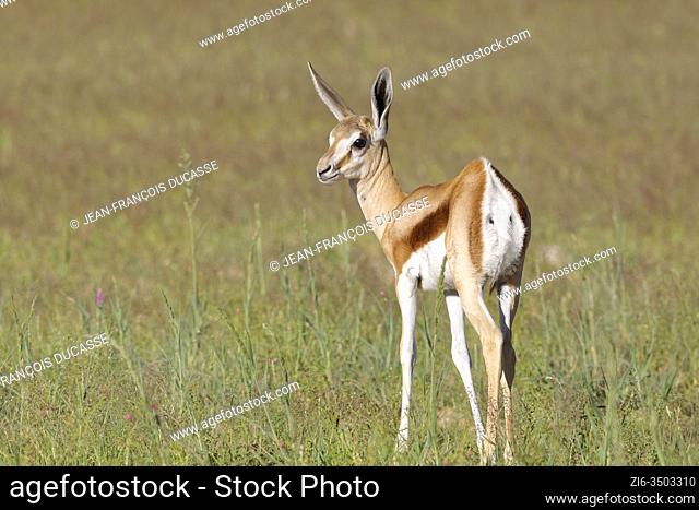Springbok (Antidorcas marsupialis), young animal, standing in the high grass, Kgalagadi Transfrontier Park, Northern Cape, South Africa, Africa