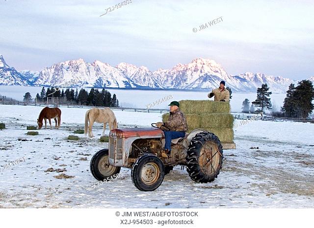 Moose, Wyoming - Employees of the Triangle X ranch in Grand Teton National Park distribute hay to their horses on an early winter morning  The Teton mountain...