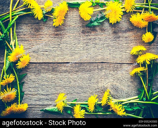 The background image of dandelions is close-up on a wooden background. An old wooden surface. Cover, screensaver. Medicinal herb. retro toning