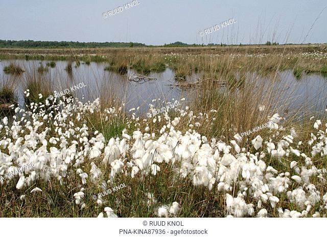 Common Cottongrass Eriophorum angustifolium - Bargerveen, Emmen, Drenthe, The Netherlands, Holland, Europe