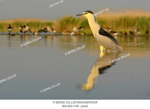 Black-crowned Night Heron (Nycticorax nycticorax), adult, in the morning light in a fish pond foraging for food, Greylag Geese (Anser anser) at the back