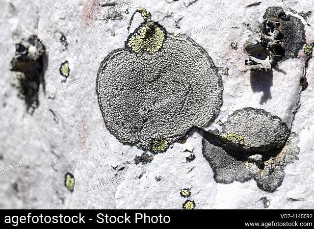 Fuscidea kochiana (grey) and Rhizocarpon geographicum (yellow), lichens that grow on siliceous rocks. This photo was taken in Pico Villuercas, Cáceres