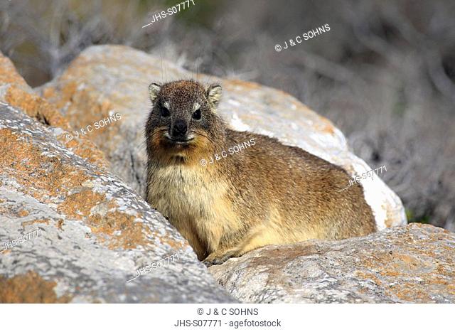 Rock Dassie, Procavia capensis, Betty's Bay, South Africa, Africa, adult on rock
