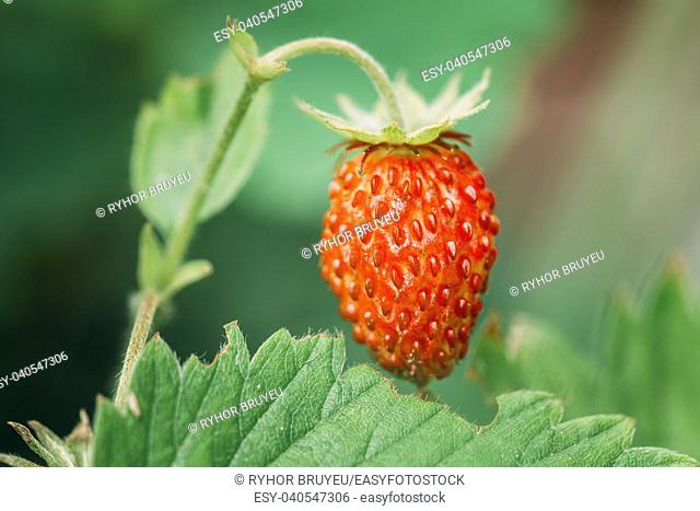 Red Fragaria Or Wild Strawberries. Growing Organic Wild Strawberry. Ripe Berry In Fruit Garden