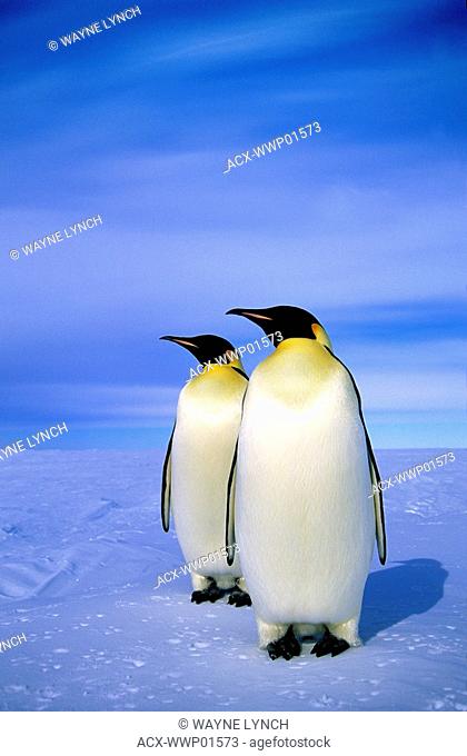 Emperor penguins Aptenodytes forsteri near their nesting colony at Atka Bay, Weddell Sea, Antarctica