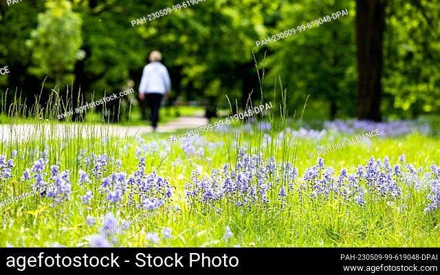 09 May 2023, North Rhine-Westphalia, Cologne: Bluebells bloom in the sunshine in the urban forest. Photo: Rolf Vennenbernd/dpa