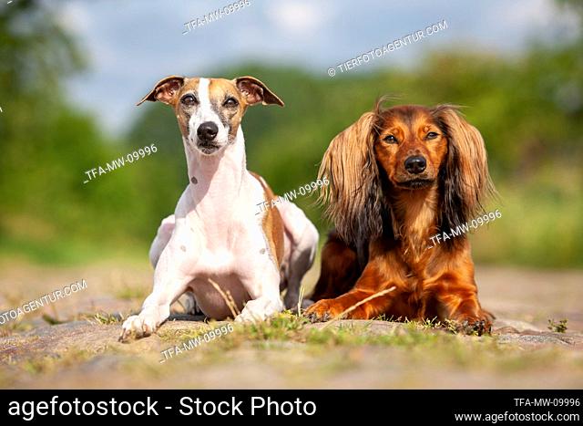 Whippet and Dachshund