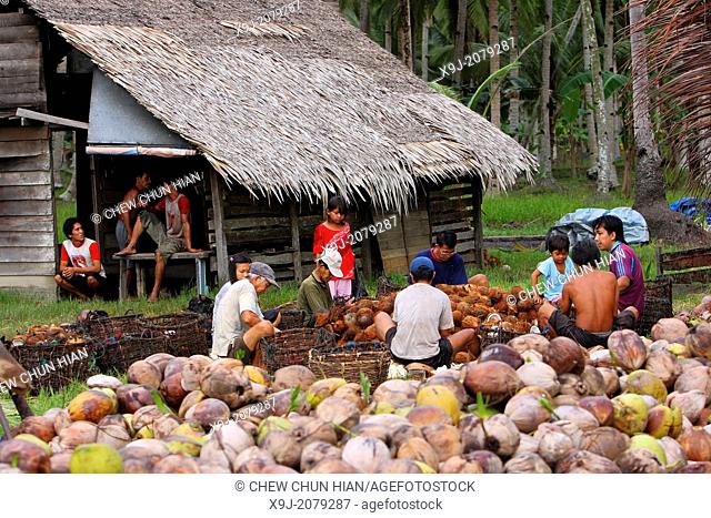 Workers processing coconut in coconut farm, Borneo