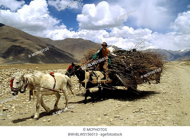 domestic horse Equus przewalskii f. caballus, A HORSE DRAWN CART loaded with FIREWOOD in the KYICHU RIVER VALLEY in CENTRAL TIBET, China, Tibet