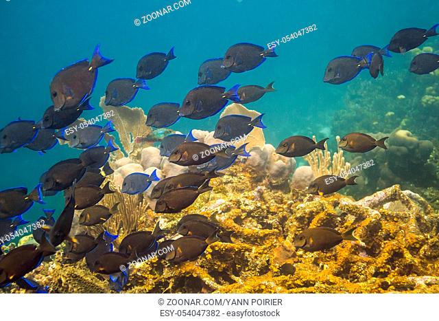 Large school of Acanthurus coeruleus swimming in a reef