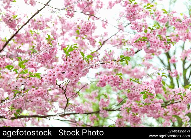 close up of blooming branch with cherry blossoms