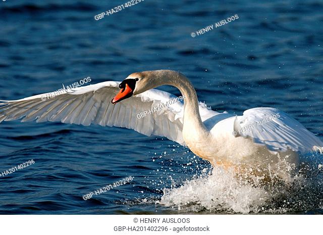 Cygne tubercule ou muet - Mute Swan - Cygnus olor