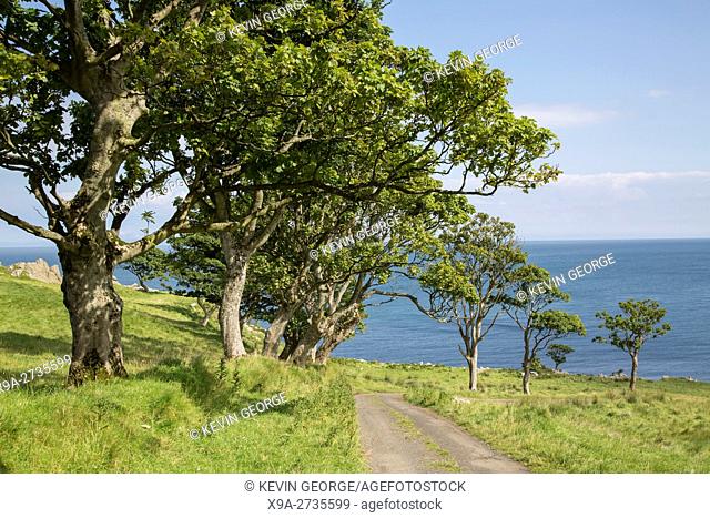 Tree Lined Road to Murlough Beach; County Antrim; Northern Ireland