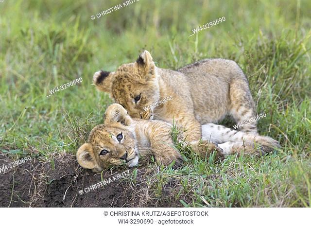 African Lion (Panthera leo) cubs playing, Maasai Mara National Reserve, Kenya, Africa