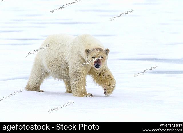 Polar Bear, Ursus maritimus, Spitsbergen, Arctic Ocean, Norway
