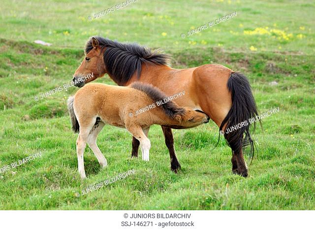 icelandic horse with foal - suckling