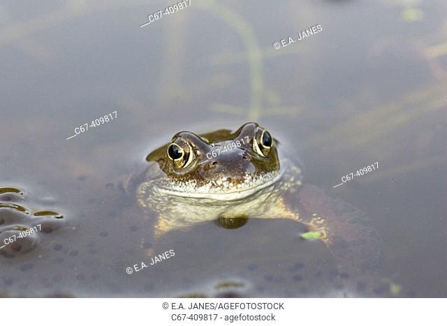 Common Frog (Rana perezi) in pool