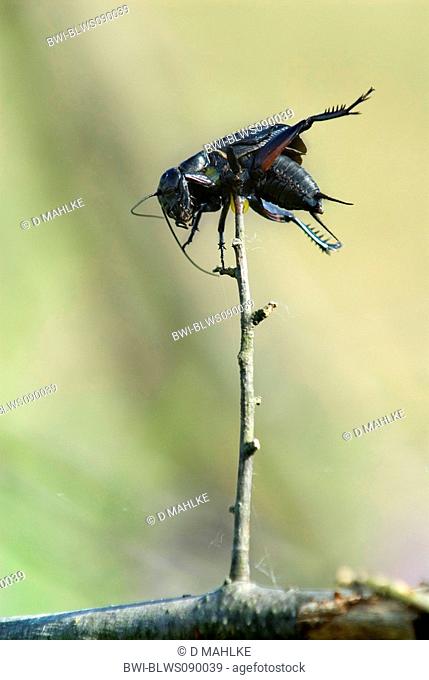 field cricket Gryllus campestris, speared by red-backed shrike, Bulgaria, Eastern Rhodopes