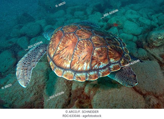 hawksbill sea turtle, Canary Islands, Spain, Europe, Atlantic / (Eretmochelys imbricata)