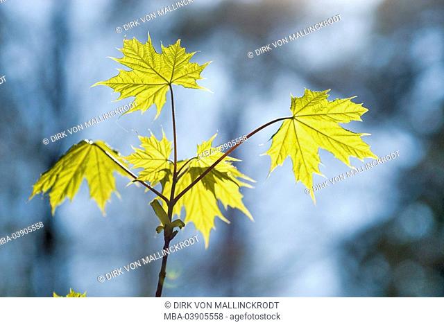 Young-plant, pointed-maple, Acer platanoides, detail, from below, back light, plant, tree, broad-leafed tree, maple, branches, leaves, maple-leaves, growth