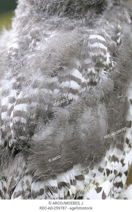 Snowy Owl fledgeling plumage Nyctea scandiaca