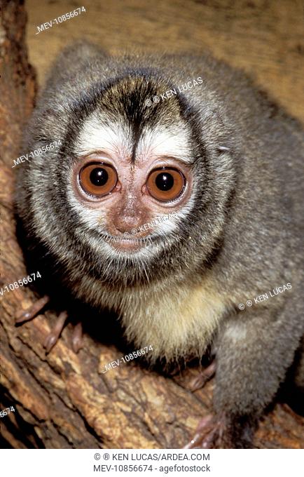 Douroucouli / Owl / Night MONKEY (Aotus trivirgatus). Northern Brazil. Nocturnal Monkey