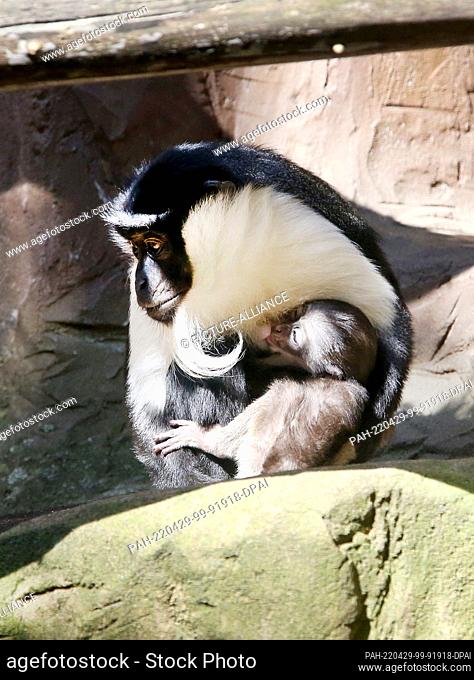 28 April 2022, North Rhine-Westphalia, Duisburg: The baby Roloway guenon, only seven days old, snuggles up to the belly of mother guenon Manou at Duisburg Zoo