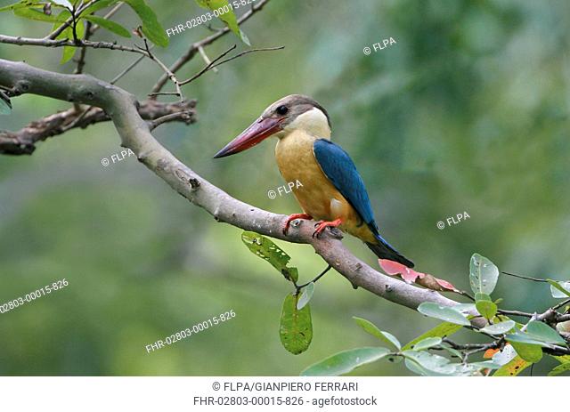 Stork-billed Kingfisher (Pelargopsis capensis malaccensis) adult, perched on branch, Polonnaruwa N.P., Sri Lanka, February