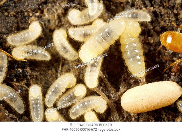 Yellow Meadow Ant (Lasius flavus) larvae and cocooned pupae in nest, Powys, Wales, August