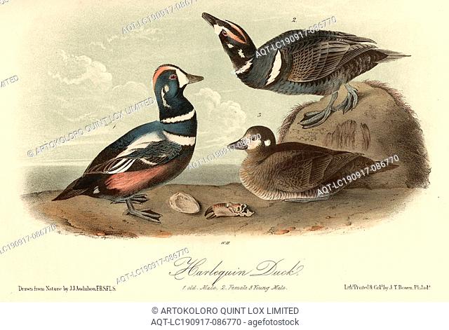 Harlequin Duck, Collar Duck (Histrionicus histrionicus, Fuligula histrionica), Signed: J.J. Audubon, J.T. Bowen, lithograph, Pl. 409 (vol