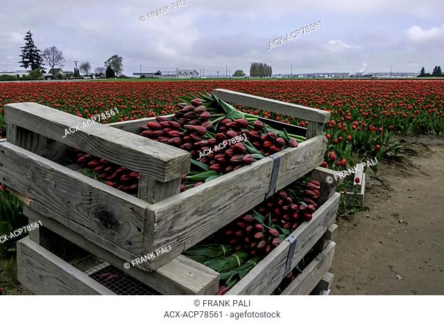 Crates of colorful tulips ready for market from Skagit Valley.LA Conner Washington USA