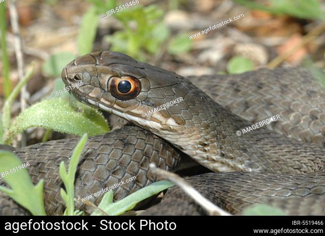 Lizard snake, Greece, Europe